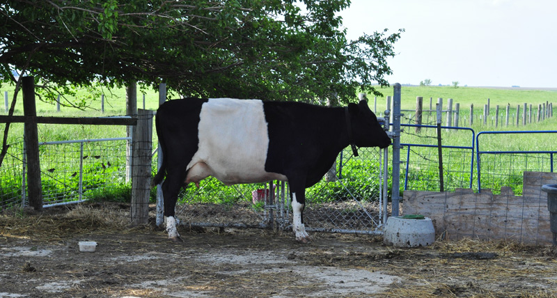 dutch belted cow