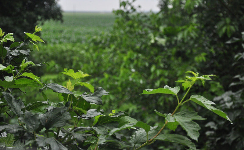 From A little&nbsp;Mermaid