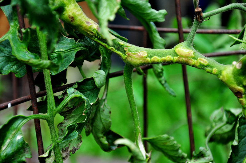 tomato disease
