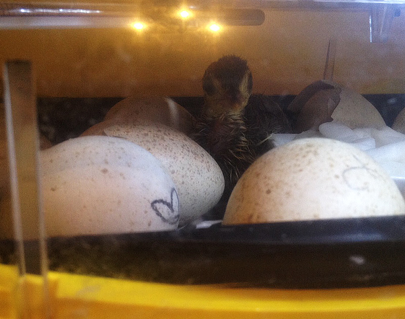 turkey hatchling