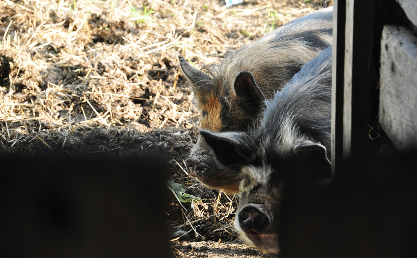 kunekune