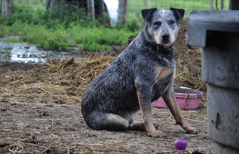 cattle dog