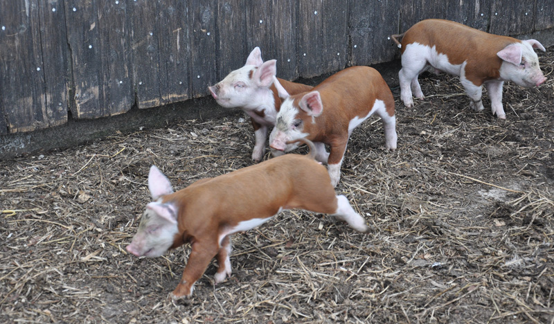 running piglets