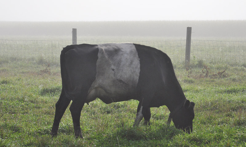 cow in mist