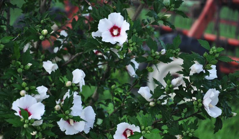 rose of sharon