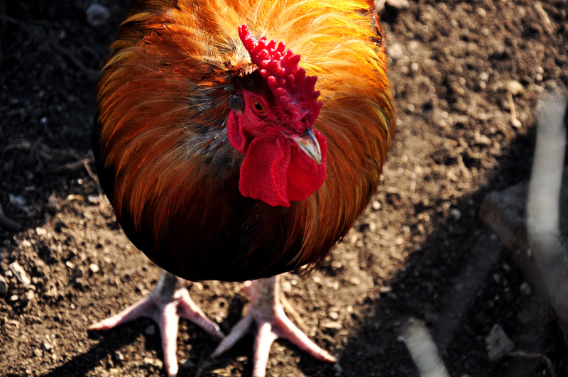 rooster