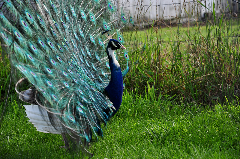 Life as Lego plus cow&nbsp;news!