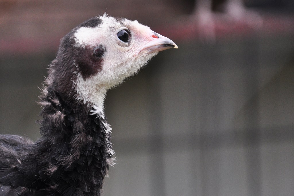 Spanish Black Turkeys