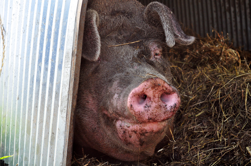 sheila my big fat pig5