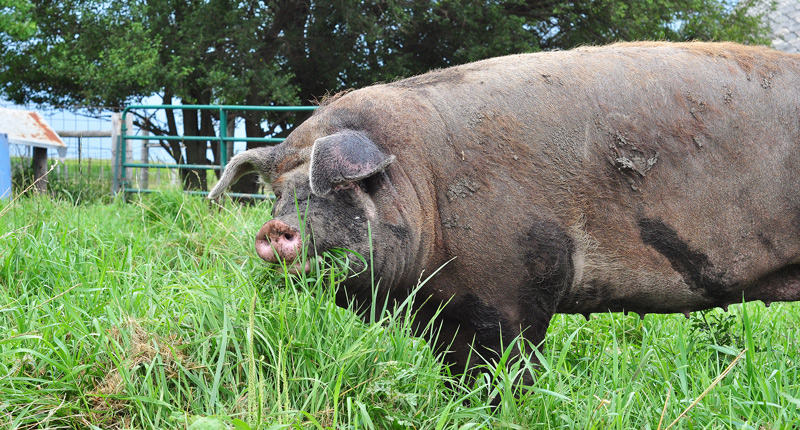 sheila my big fat pig