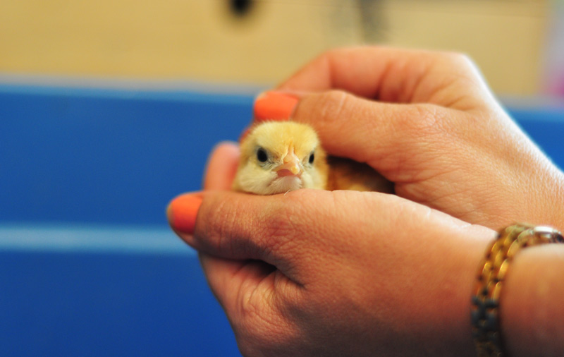 Babies in The&nbsp;Barn