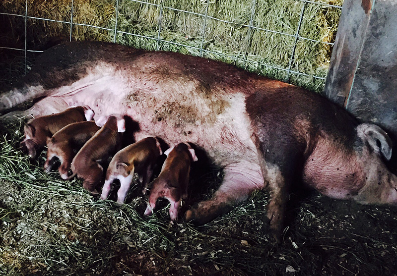 hereford sow and piglets