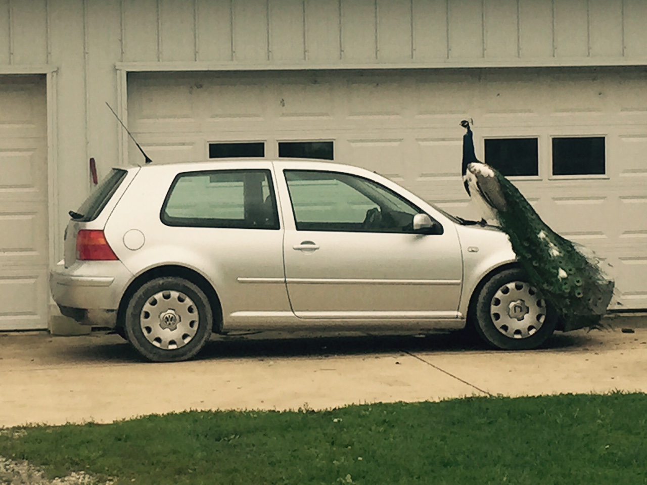 peacock on car
