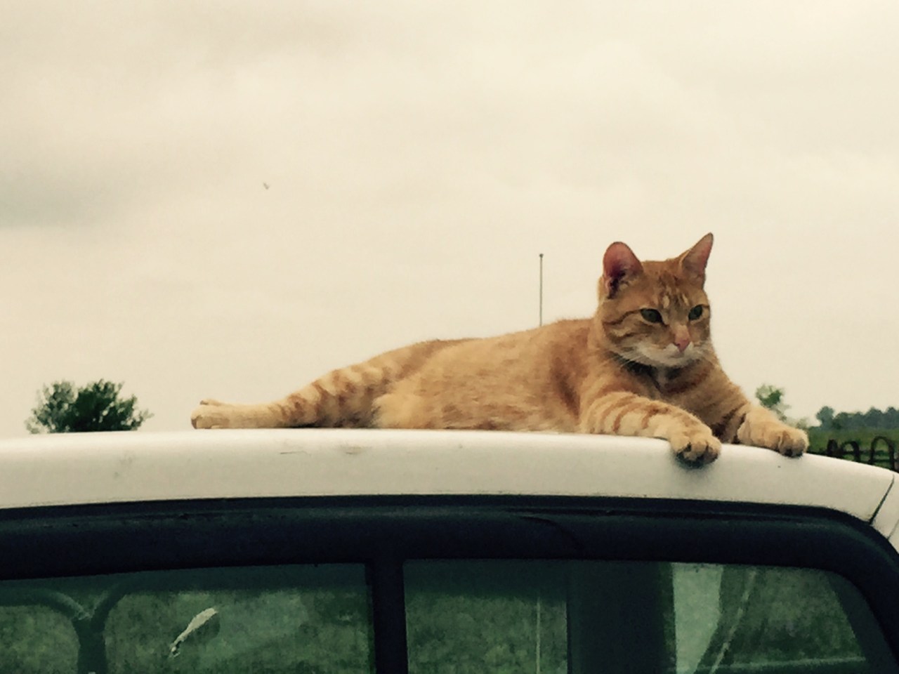 cat on truck