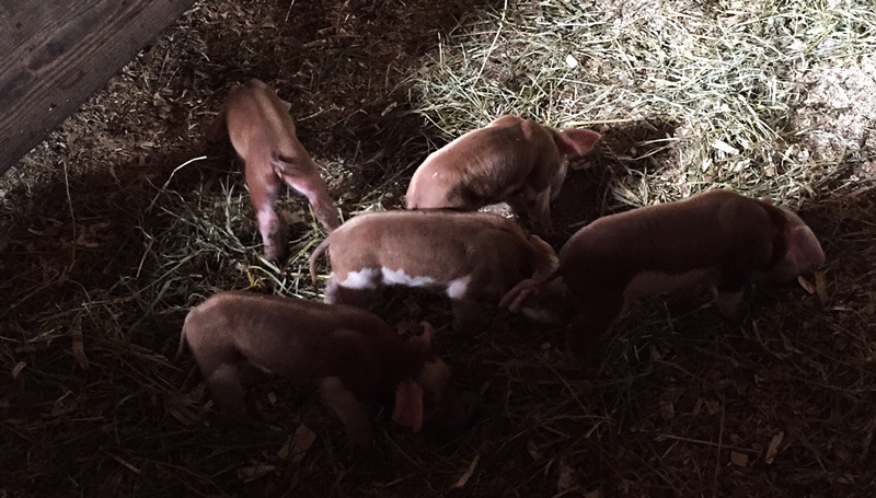 Poppy and her Piglets