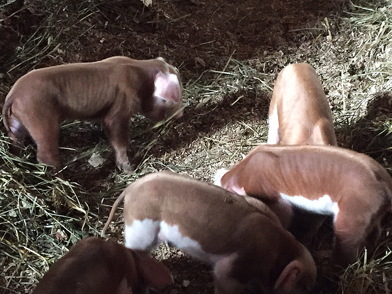 hereford piglets