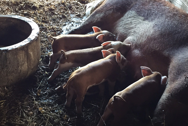 hereford piglets