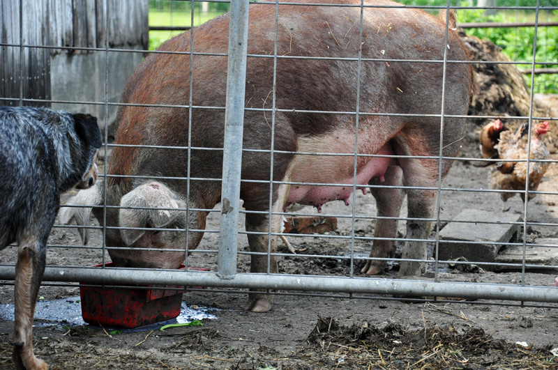 pregnant pig