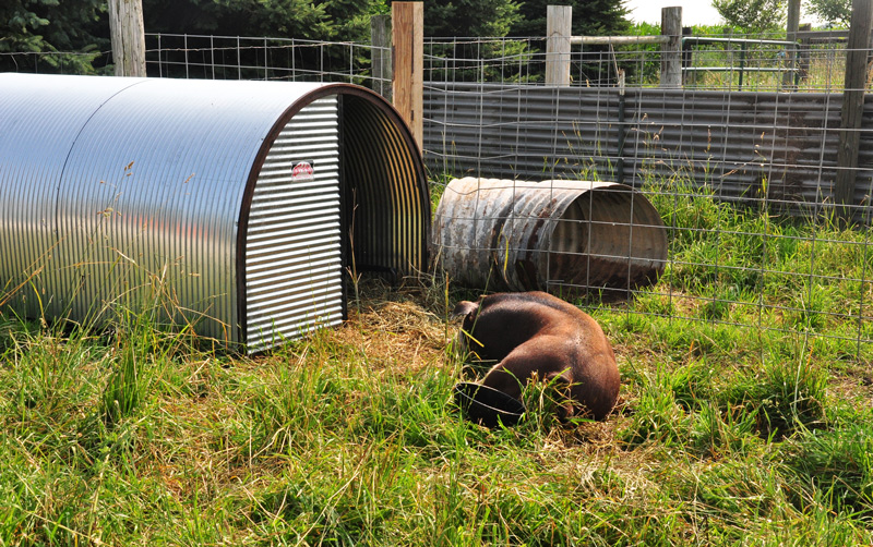 5 piglets +1 boar +3&nbsp;carlottas