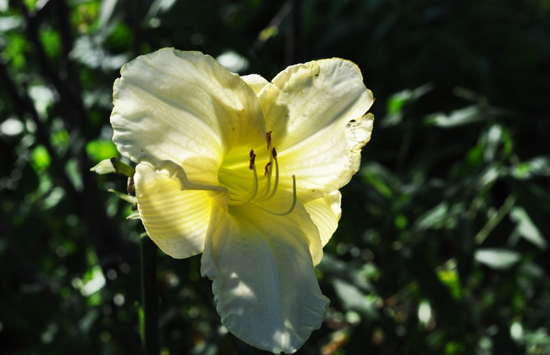 day lily