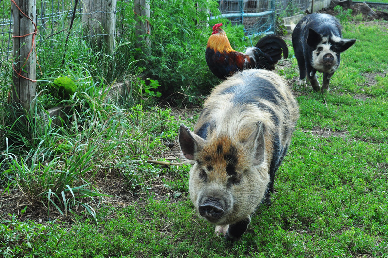 kunekune