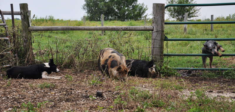 kunekune