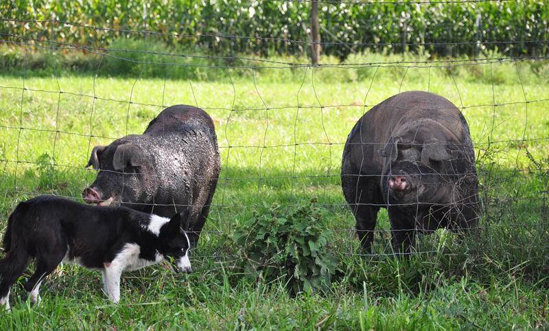 hereford hogs