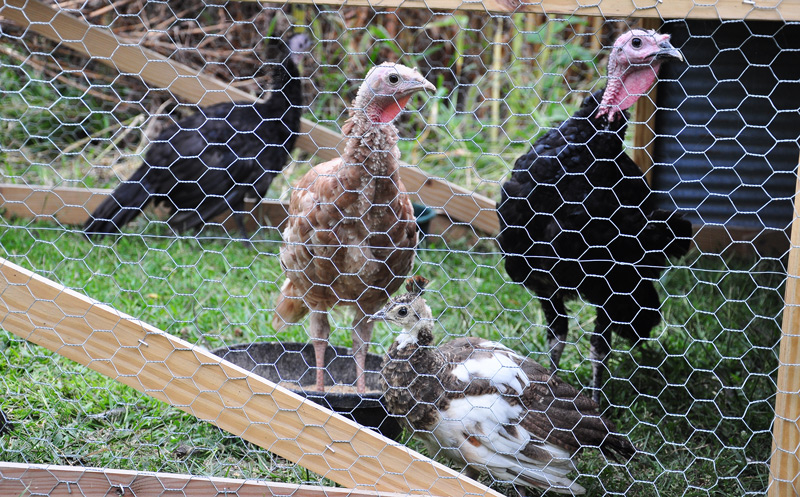 turkeys
