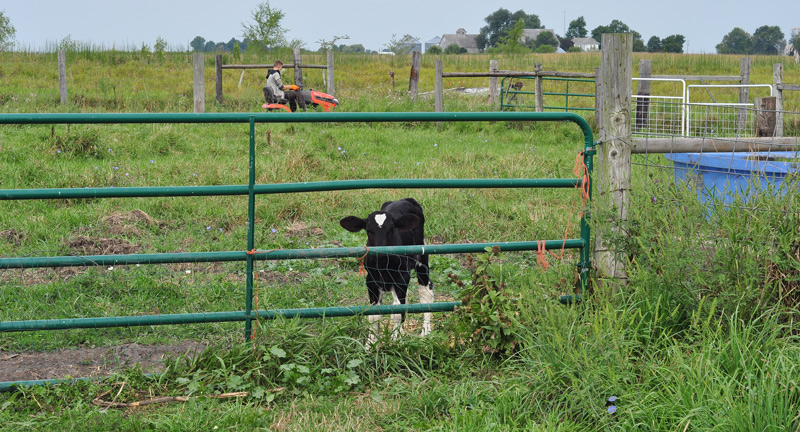 calf and boy mowing