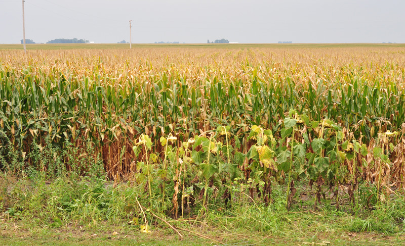 sunflowers in field