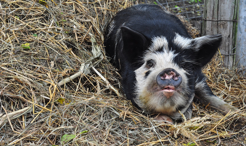 kunekune boar