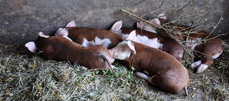 piglets