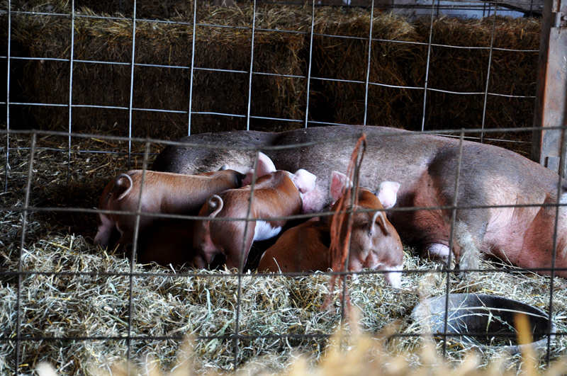 piglets