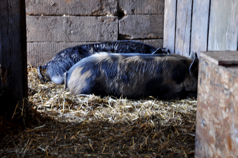 kunekune