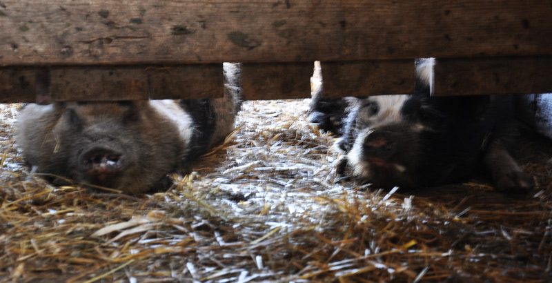 kunekune