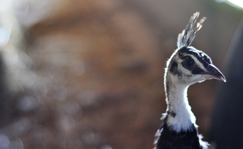 Go On, Laugh Out Loud