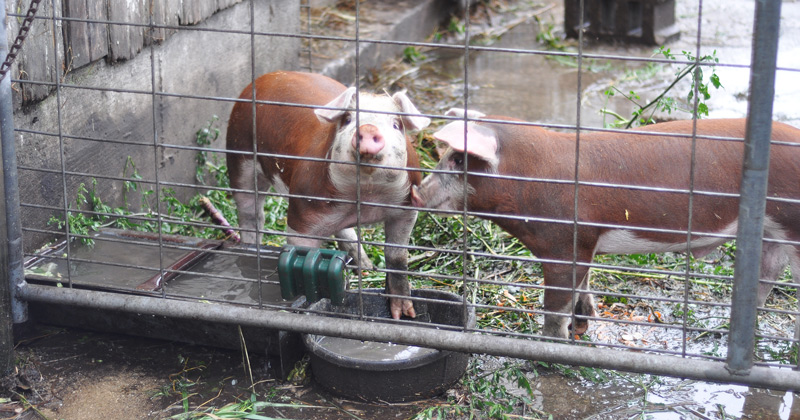 pigs