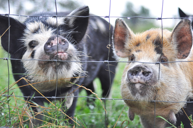 pigs