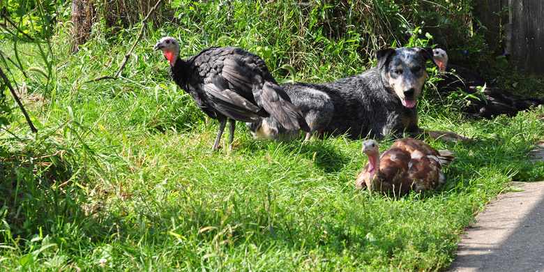 the dog and the turkeys