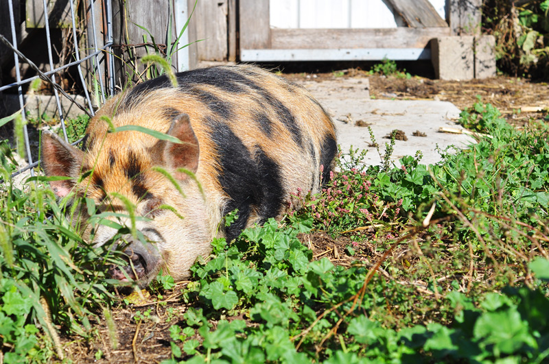Tima - kunekune gilt