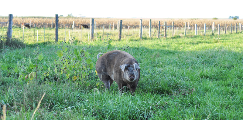 sheila my big fat pig