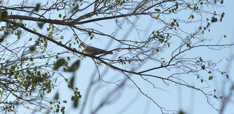 dove in tree