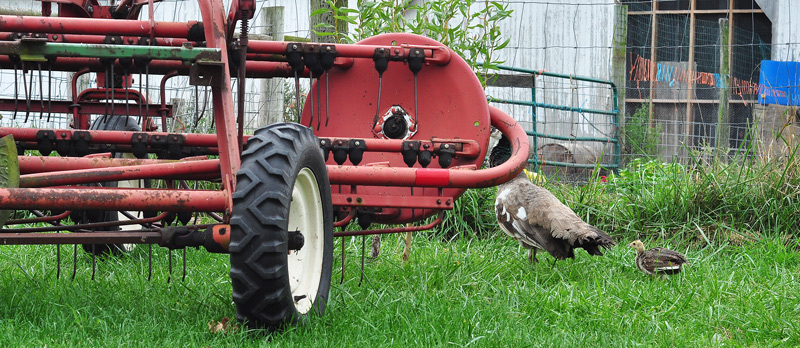peahen and chick