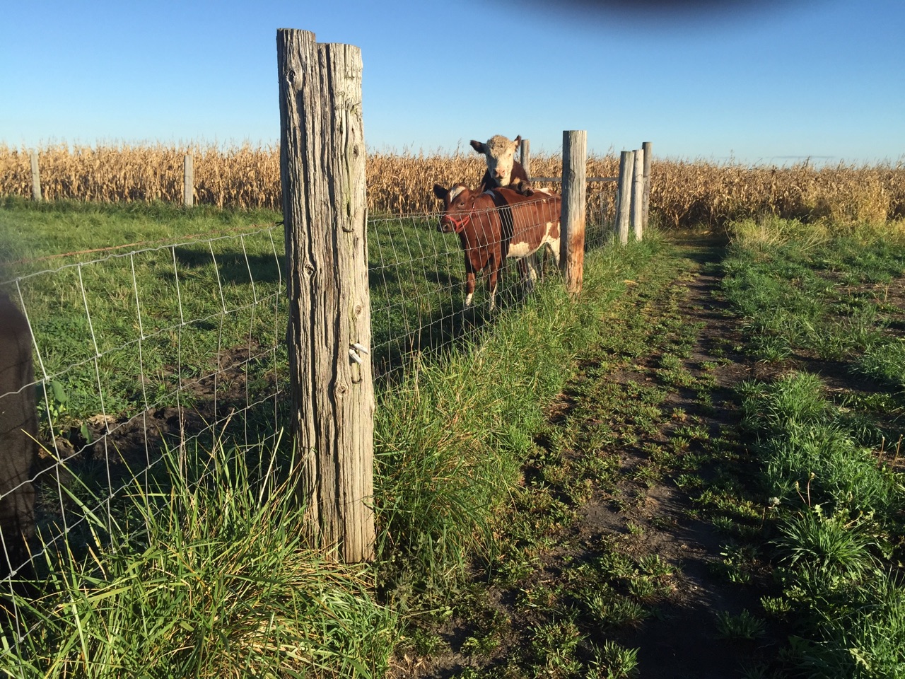 steer riding heifer