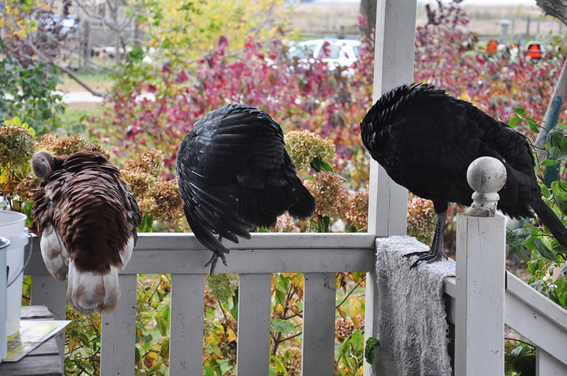 turkeys4