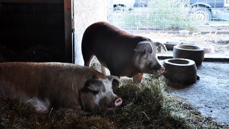 hereford pigs