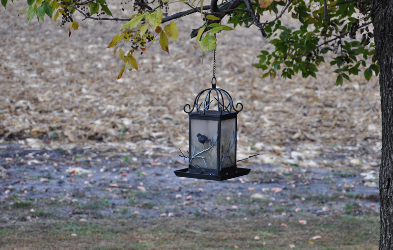 bird feeder