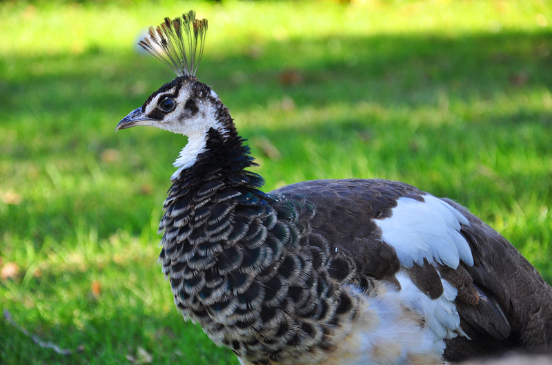 peahen