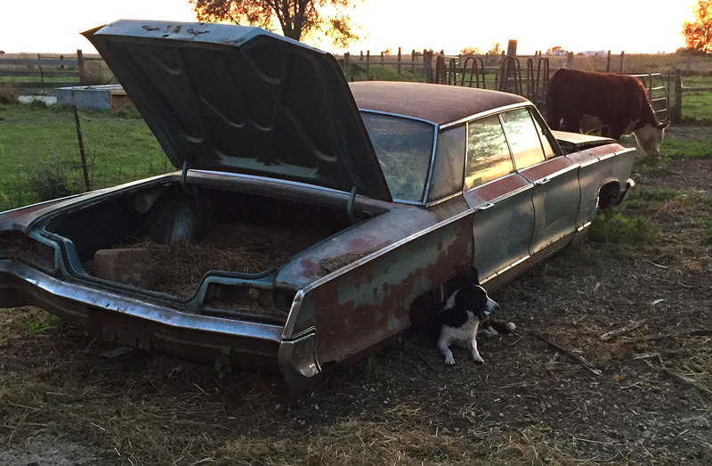 cow and car and dog