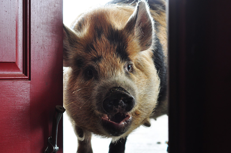 kunekune